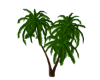 Palm Trio Beach