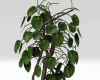 Realistiic String Plant
