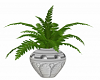 Potted Fern 1