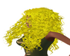 Vesa yellow curls