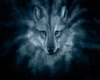 SN Night of the  Wolf
