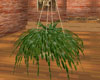 Hanging cactus plant