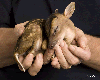 Animated Real Baby Fawn