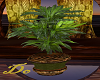 Do.Plant nightfall 2