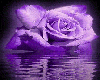 Ani Purple Rose