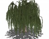 Animated Willow Tree
