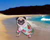 Pug goes to Hawaii