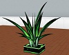 green black Palm Plant
