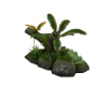 Tropical Plants Rock