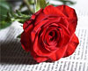 BW*Love Rose