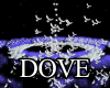 Doves & Feathers