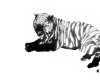 [Mae]Tiger White w Pose