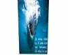shark poster