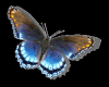 Blue Butterfly animation