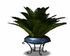 BLUE MARBLE  PLANT