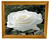 Sky's White Rose Picture