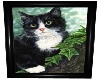 Cat 2