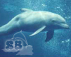 Ayla Female Dolphin