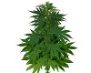 Personal Weed Plant.