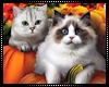 Autumn Kittens Flag
