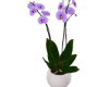 Luxury Natural Orchid
