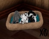Bed Full of Puppies