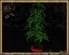 [ANA] PLANT BAMBOU B RED