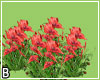 Flowers Animated