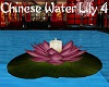 Chinese Water Lily 4