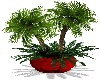 Palm In Pot