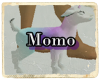 Albino Momo Goat