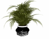 tropical  Plant