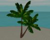 DER: Palm Tree