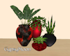 GM Plants red & black