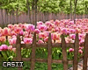 ParisTulips Photoroom