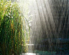 Pond Rain Picture