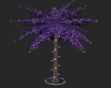 Purple Club Palm