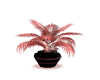 (CYANZ) PLANT