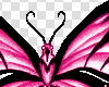 Pink and black Butterfly