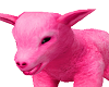 Pink Lamb
