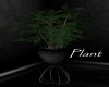 AV Black Plant