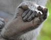 Monkey Feet Male