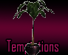 Tempt Plant 2