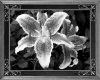 Black & White Lilly art