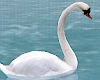 Romantic Swans