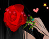 Red Rose