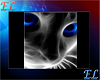[EL] Blue eye cat