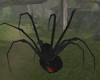 (LA) Black Widow Spider