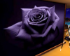 wall rose purple