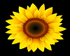 Sunflower Dance rug